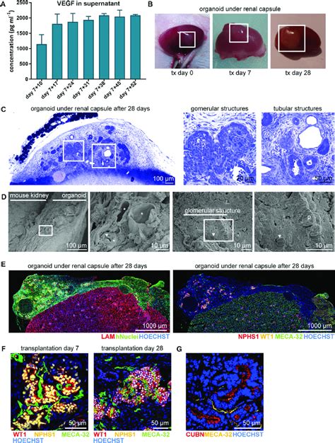 Kidney Organoids Become Vascularized Upon Transplantation For 7 And 28