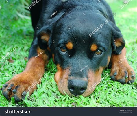 Pure Bred Rottweiler Dog Laying Down Stock Photo 8556292 Shutterstock