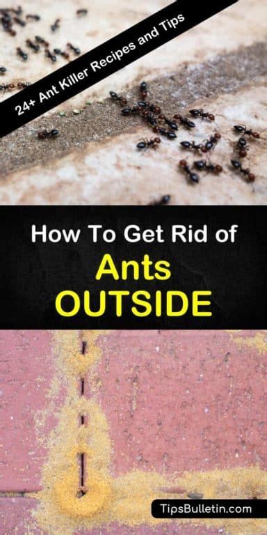 We did not find results for: How to Get Rid of Ants Outside - 24+ Ant Killer Recipes and Tips - How to get rid of ants | How ...