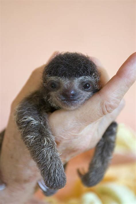 Happy Wednesday Heres A Baby Sloth Au