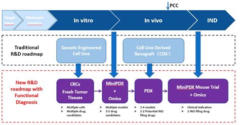 Preclinical Oncology Studies The Key To New Cancer Treatments Lide