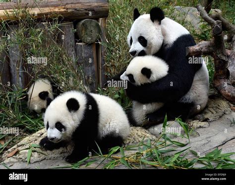 Guangzhou China 1st Feb 2015 Giant Panda Triplets With Their Mother