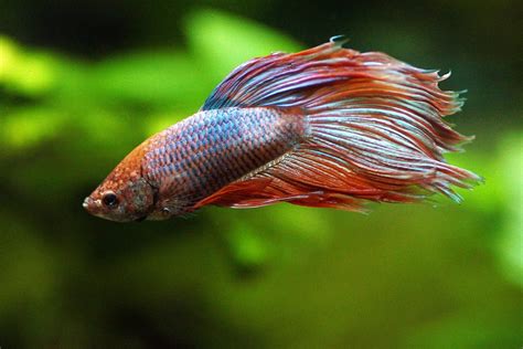 Veiltail Betta Fish Male Female Care Guide FishLab Vlr Eng Br