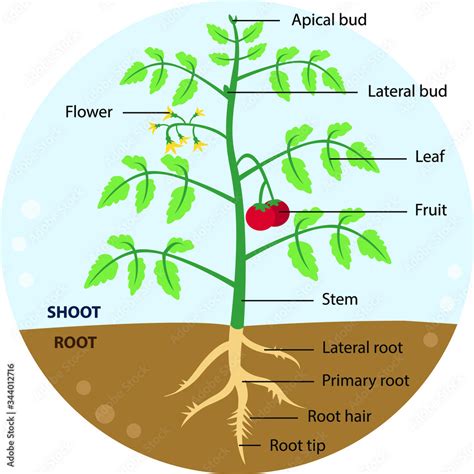 Vector Illustration Of A Whole Tomato Plant Diagram With Labeled Parts