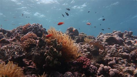 Great Barrier Reef Has Lost Half Of Its Corals Since 1995 Bbc News