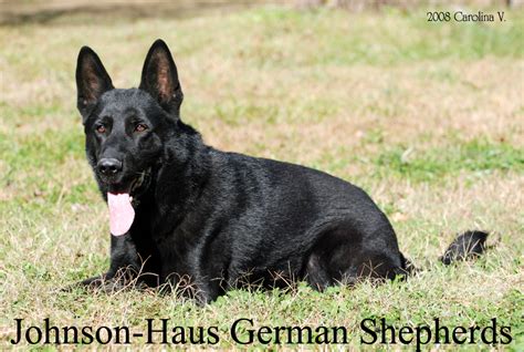 Purebred german shepherd breeders in indiana, michigan, ohio. Johnson-Haus German Shepherd Breeder/Dog Trainer ...
