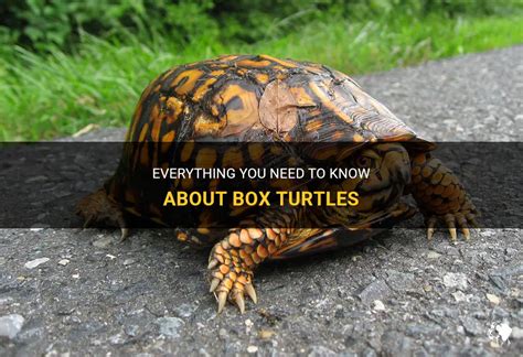 Everything You Need To Know About Box Turtles Petshun