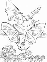 Coloring Bats Bat Nectar Printable Gathering Cave Colouring Halloween Flying Books Sheets Supercoloring Pixels Tcma Animals 2147 2800 Drawings Butterfly sketch template