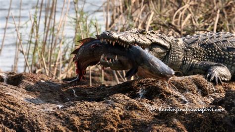 Hunting Crocodiles In South Africa The Best African Crocodile Hunters