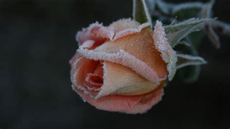 Frozen Frost Snow Rose Winter Flower Wallpapers Hd Frozen Flowers