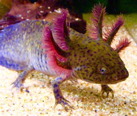 Images About Axolotls On Pinterest Salamanders Axolotl Tank Sexiz Pix