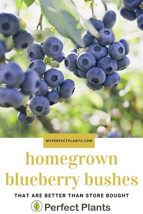 Blueberry Grow Guide Blueberry Growing Blueberries Blueberry Bushes
