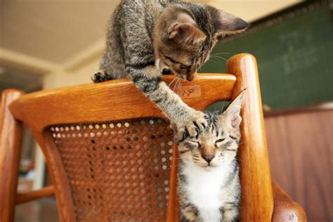6 Reasons Why You Should Keep Two Cats Love My Catz