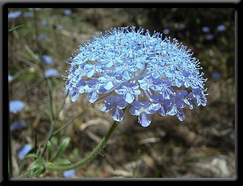 Plants and flowers zu spitzenpreisen. Beauty Of Flowers: June 2013