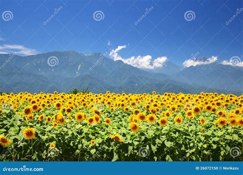 Sunflower Field And Mountain Stock Photo Image Of Cloud Fresh 26072150