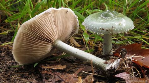 Stropharia Caerulea Valse Kopergroenzwam