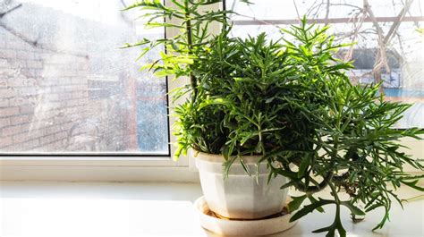 25 Indoor Plants That Thrive In Low Light