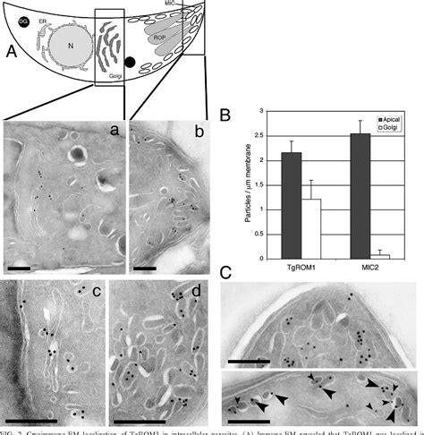 Figure 2 From Microneme Rhomboid Protease Tgrom1 Is Required For