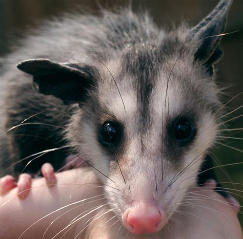 My Little Opossum By Saint Juniper On Deviantart