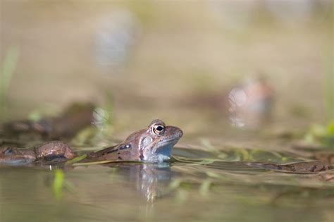 Frog Animal Pond Jumper Free Photo On Pixabay