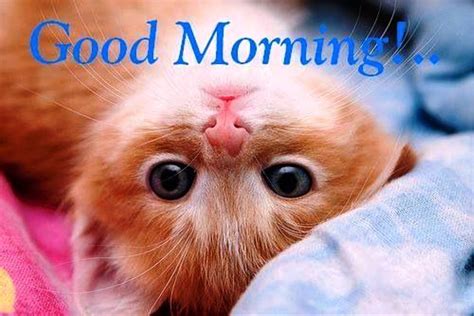73 Wonderful Good Morning Cat Images