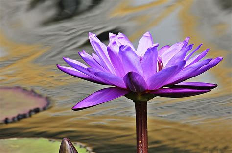 2560x1440 Wallpaper Purple Water Lily Flowr Peakpx