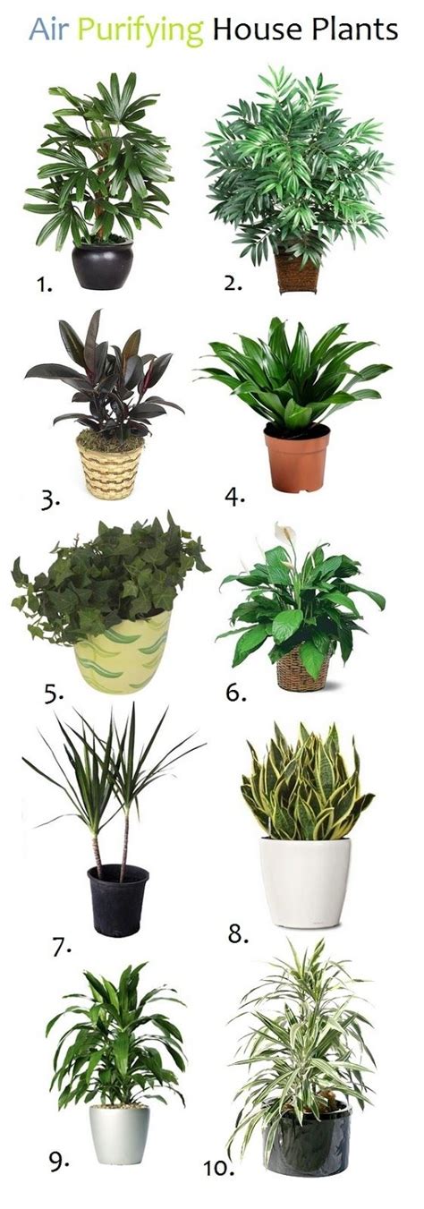 Placing indoor plants for clean air in different rooms of your home gives the space a natural breath of fresh air. 786 best Indoor plants ! images on Pinterest | Green ...