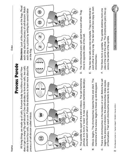 Check spelling or type a new query. #Mitosis Worksheet | Science worksheets, Teaching biology ...
