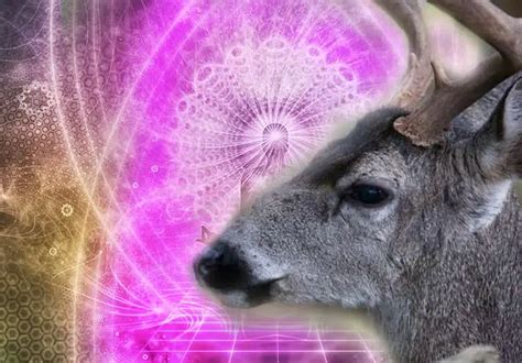 Learn The Meaning Of Deer Spirit Animal Personality And Symbolism