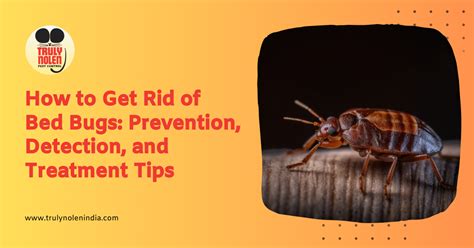 How To Get Rid Of Bed Bugs Prevention Detection And Treatment Tips