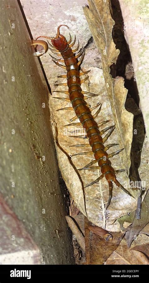 Scolopendra Subspinipes Dehaani Hi Res Stock Photography And Images Alamy