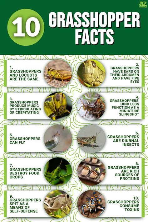 10 Incredible Grasshopper Facts A Z Animals