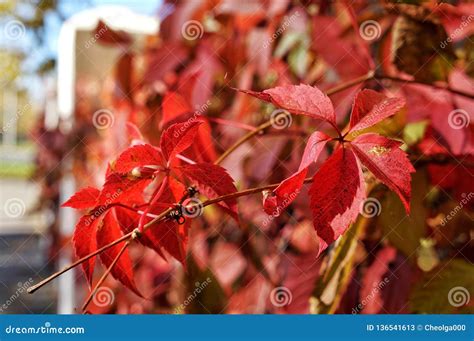 Bush With Red Autumn Leaves Stock Image Image Of Colored Lush 136541613