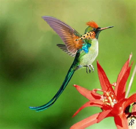 A Very Exotic Hummingbirdbeautiful Bellos Colibries