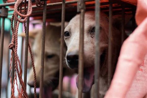 Rescue Of 68 Dogs Headed For Slaughterhouse Spotlights Row Over Chinas