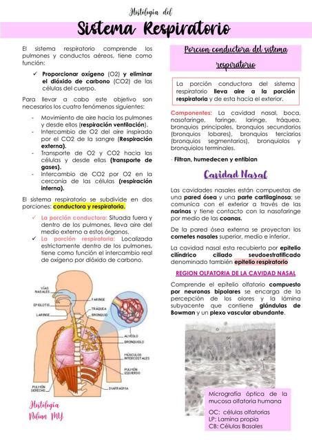 Histología Del Sistema Respiratorio Nilian My Udocz