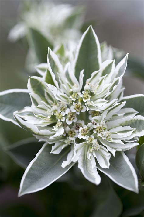 Euphorbia Marginata Snow Top Seeds £235 From Chiltern Seeds