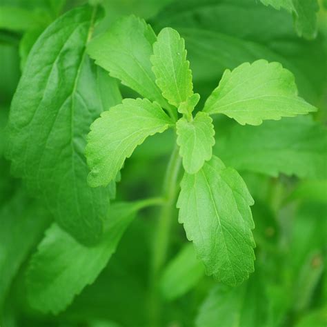 Stevia Plant Natural Sweetener One Green World