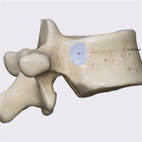 Atypical Thoracic Vertebrae T11 Vertebrae Spine And Back