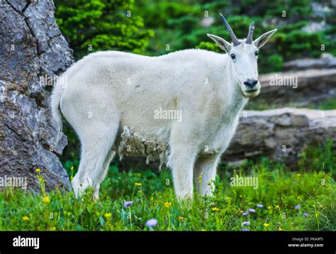 Mountain Goat Banff National Park High Resolution Stock Photography And