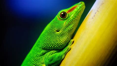 Green Lizard 4k Wallpaper Closeup Macro Reptile Vivid Hdr Animals