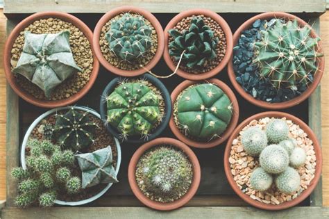 10 Things You Never Knew About Succulents
