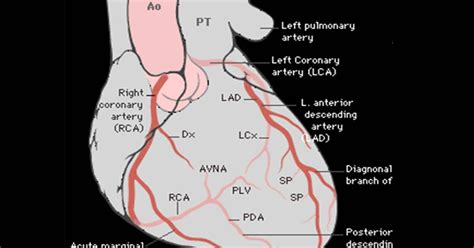 Feel free to browse at our anatomy categories and we hope you. Labelled Diagram of the Coronary Arterial - Cancer ...