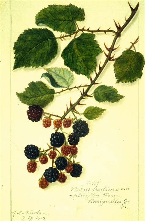 Blackberry Illustration Botanical Illustration Botanical Prints Fauna
