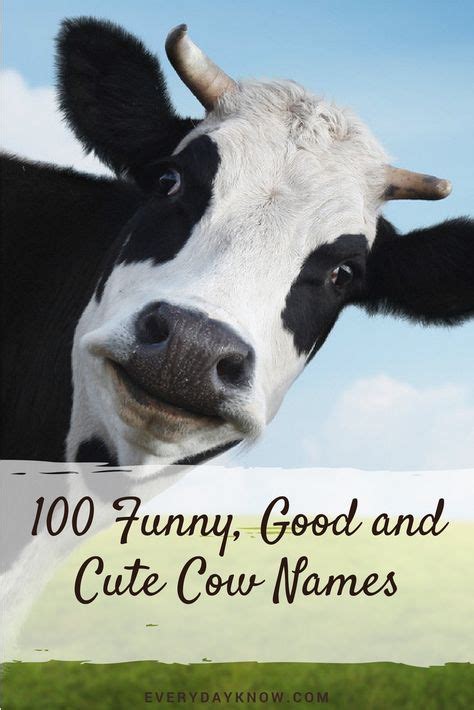 23 Cow Names Ideas Cow Names Cow Pet Names