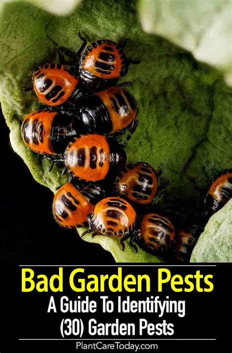 In The Garden You Encounter Bad Garden Insects And Pests Bugs Flies