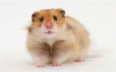 Long Haired Syrian Hamsters Hamster Happy