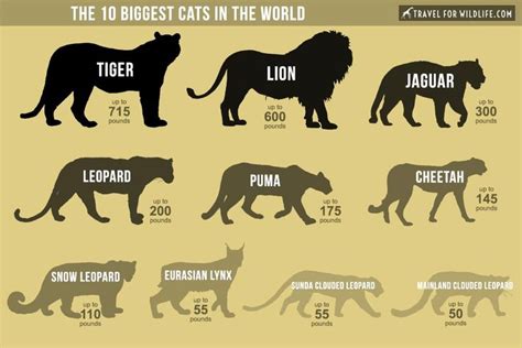 The Biggest Cats In The World Big Cats List Of Big Cats Wild Cats