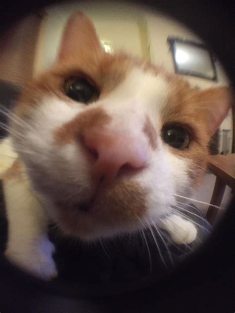 Got A Fish Eye Lens For My Phoneifttt2tnc91o Cute Cats