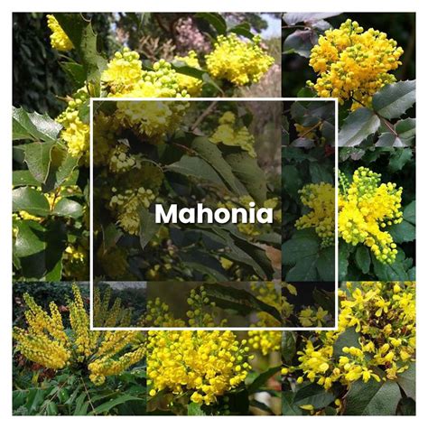 How To Grow Mahonia Plant Care And Tips Norwichgardener
